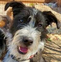 Buddy - Border Collie/Staffie/Mix