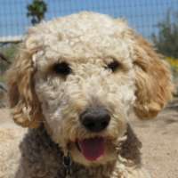 Charley - Double Doodle