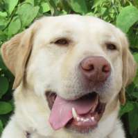 Charlie - Yellow Lab