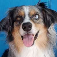 Charlie - Australian Shepherd