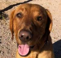 Parker - Golden/Lab/Dalmatian/Hound