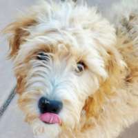 Cooper - Goldendoodle