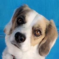 Dewey - Beagle/Lab Mix