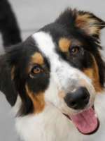 Dottie - Australian Shepherd