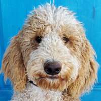 Henry - Golden Doodle