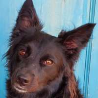 Holly - Border Collie