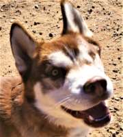Hyde - Husky/Malamute