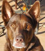 Lexi - Australian Shepherd/Australian Cattle Dog/ French Bulldog