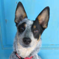 Linus - Australian Cattle Dog