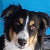 Mack - Australian Shepherd/Border Collie