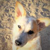 Mag -Australian Cattle Dog