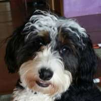 Maizie - Bernie Doodle