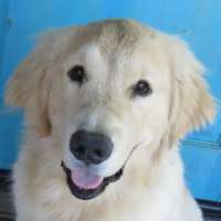 Max - Golden Retriever