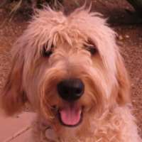 Molly - Golden Doodle