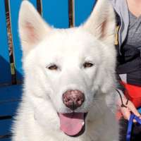 Nilly - Husky/American Eskimo