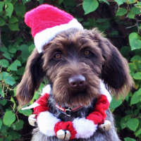 Oakley - Wire Haired Pointing Griffon