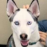 Olillia - Siberian Husky