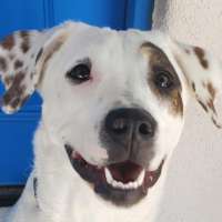 Paisley - Staffordshire Terrier Mix