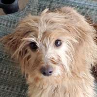 Reba - Golden Doodle