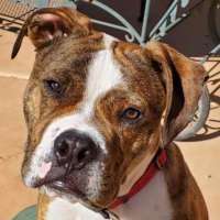 Rocco - Boxer/American Bulldog Mix