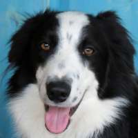 Rowdy - Border Collie