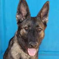 Reba - German Shepherd