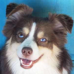 Piper - Mini/Toy Australian Shepherd