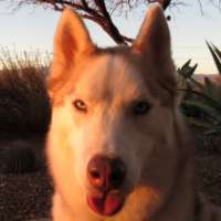 Bam Bam - Siberian Husky