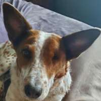 Layla - Australian Cattle Dog
