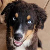 Osito - Australian Shepard