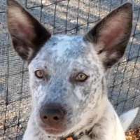 Ruby - Cattle Dog/Border Collie Mix